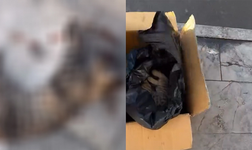 Elazığ'da otobüsünün çarptığı kedi öldü