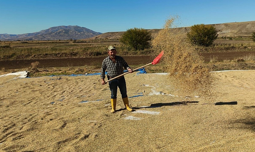 Elazığ'da Palu'nun meşhur üründe hasat zamanı