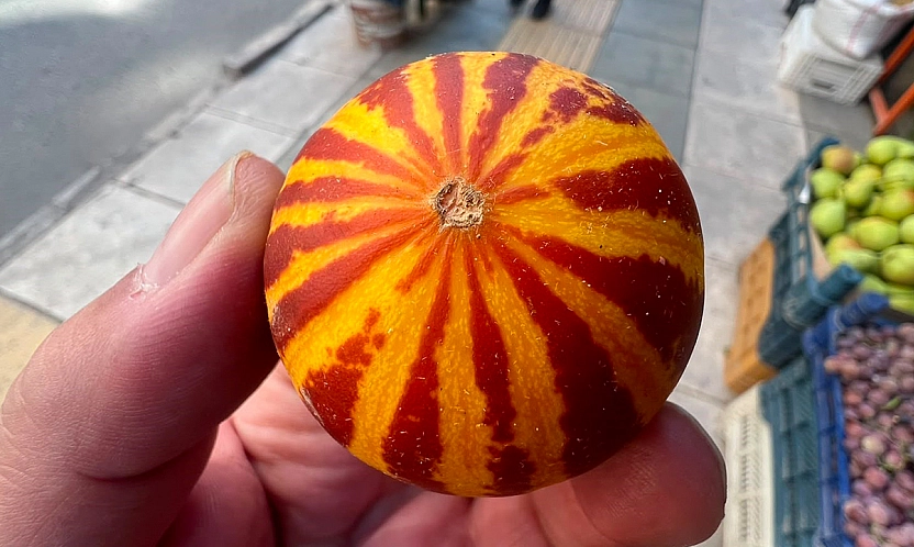 Elazığ'da şamama kavunu tezgahlardaki yerini aldı