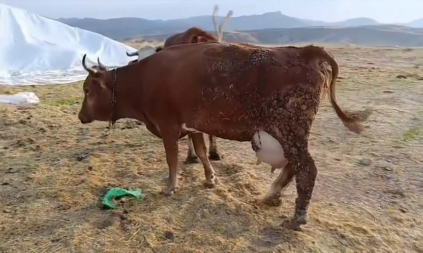 Elazığ'da şap hastalığı üreticileri zor durumda bıraktı
