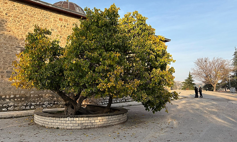 Elazığ'da 'Secde eden ağaç' görenleri şaşırtıyor