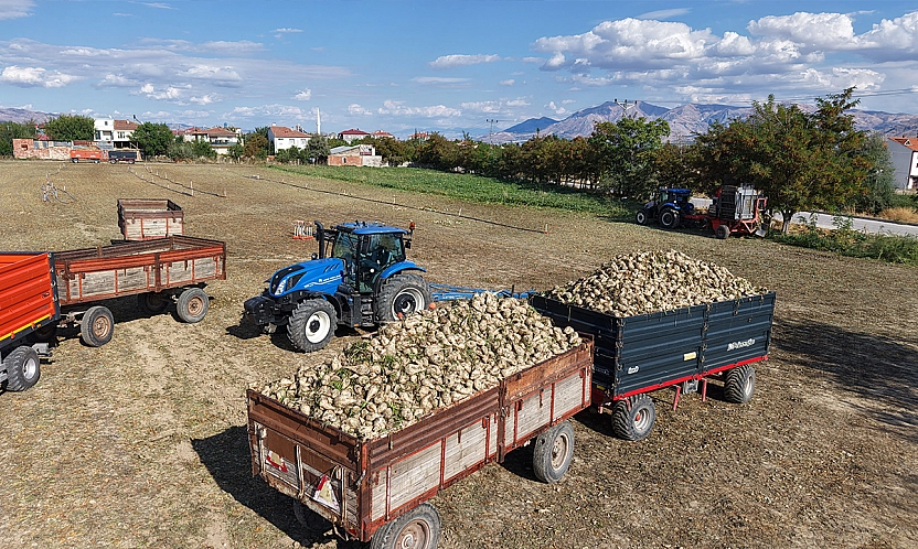 Elazığ'da şeker pancarı hasadı başladı