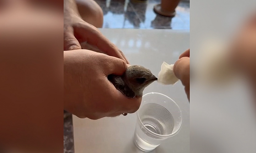 Elazığ'da sıcaktan bayılan ebabil suyla ayıldı