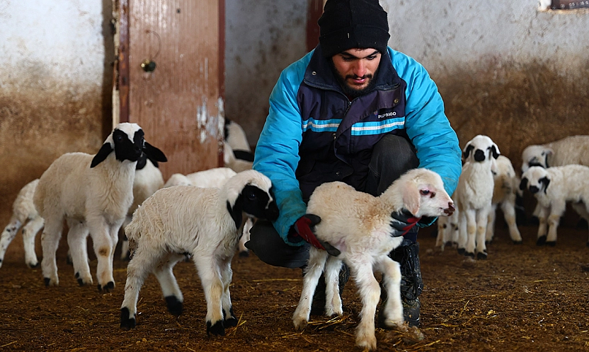 Elazığ'da soğuk hava kuzulamayı erkene çekti