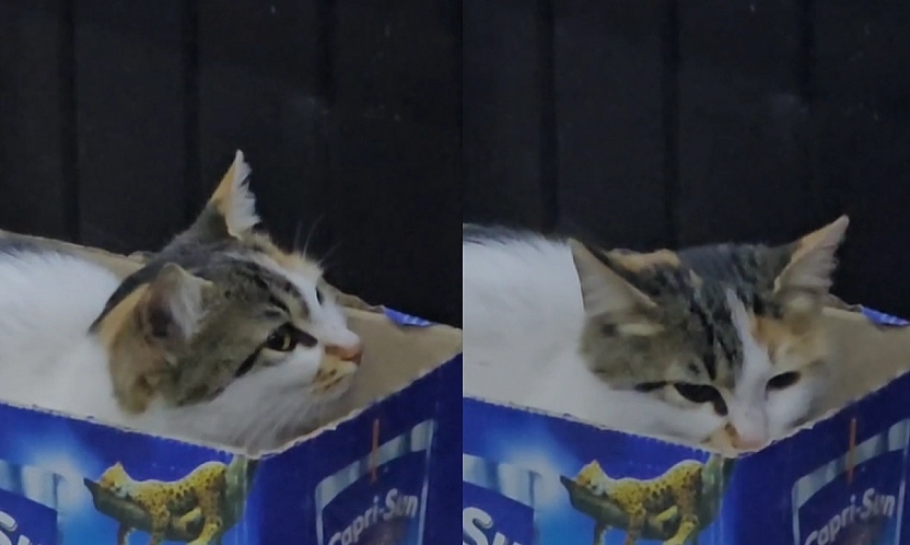 Elazığ'da soğuktan üşüyen sokak kedisi kendine kutudan yuva yaptı