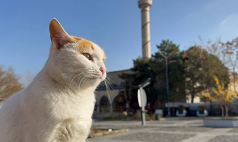 Elazığ'da sonbahar güneşinin keyfini en çok onlar çıkardı
