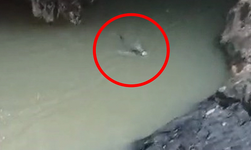 Elazığ'da su samuru balık avlarken görüntülendi