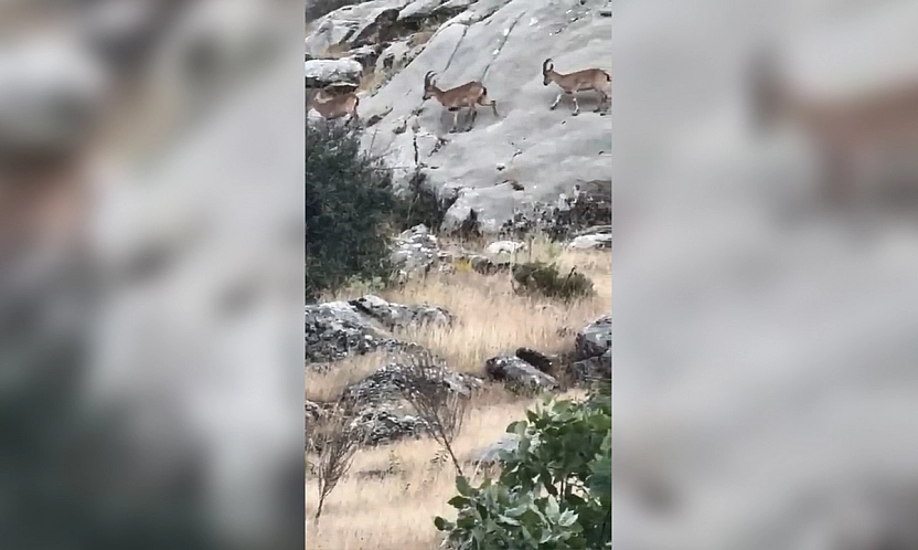 Elazığ'da Sürü Halindeki Dağ Keçileri Drone ile Görüntülendi