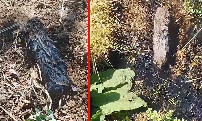 Elazığ'da toprak altından çıkan canlı merak uyandırdı