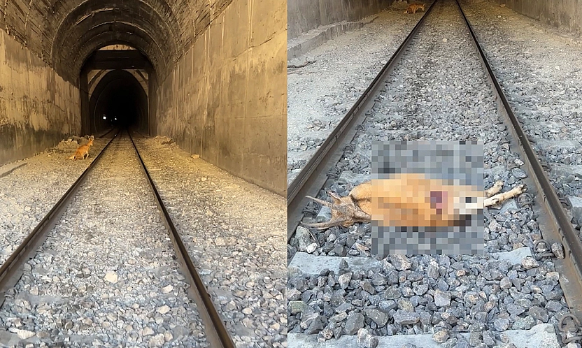 Elazığ'da tünele giren dağ keçilerine tren çarptı