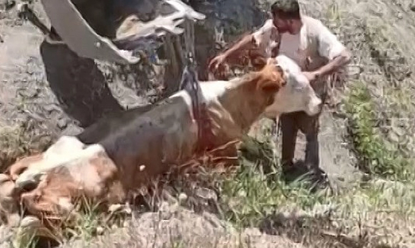 Elazığ'da Uçurumdan inek düştü
