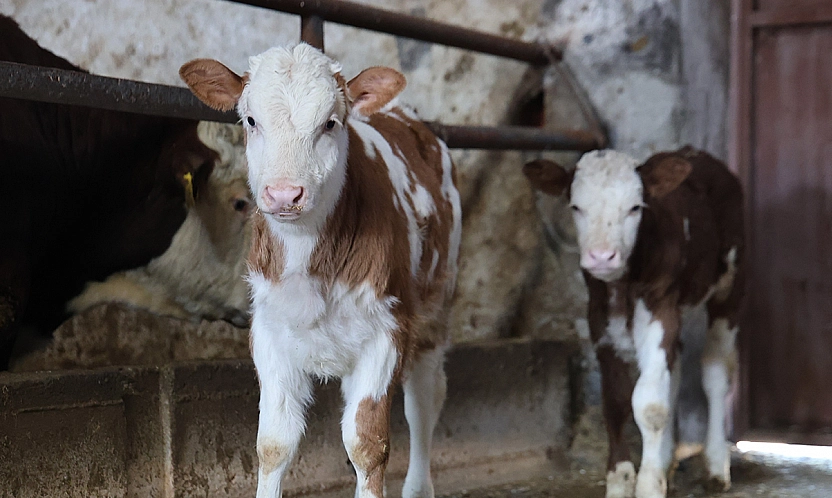 Elazığ'da Üreticinin ikiz buzağı dünyaya geldi