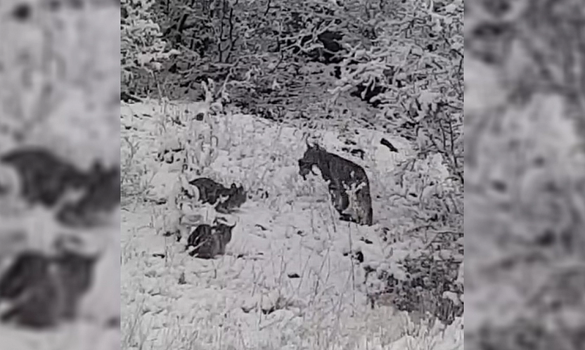 Elazığ'da vaşak ailesi görüntülendi