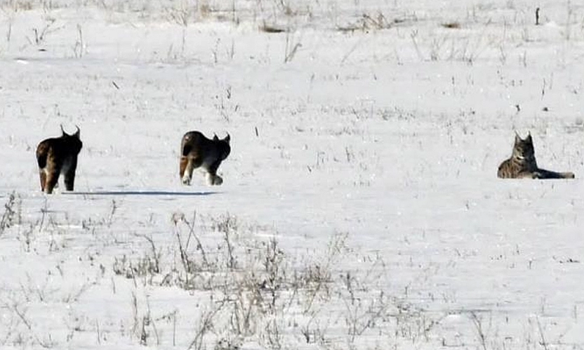 Elazığ'da vaşak ailesi görüntülendi