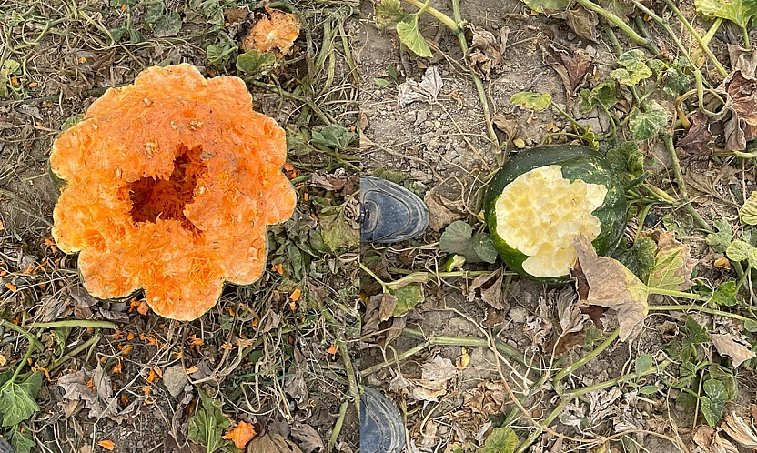 Elazığ'da yaban domuzu istilası: Bahçeler talan edildi