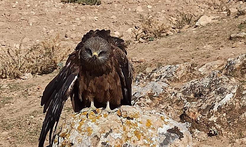 Elazığ'da yaralı çaylak kuşuna köylülerden şefkat eli