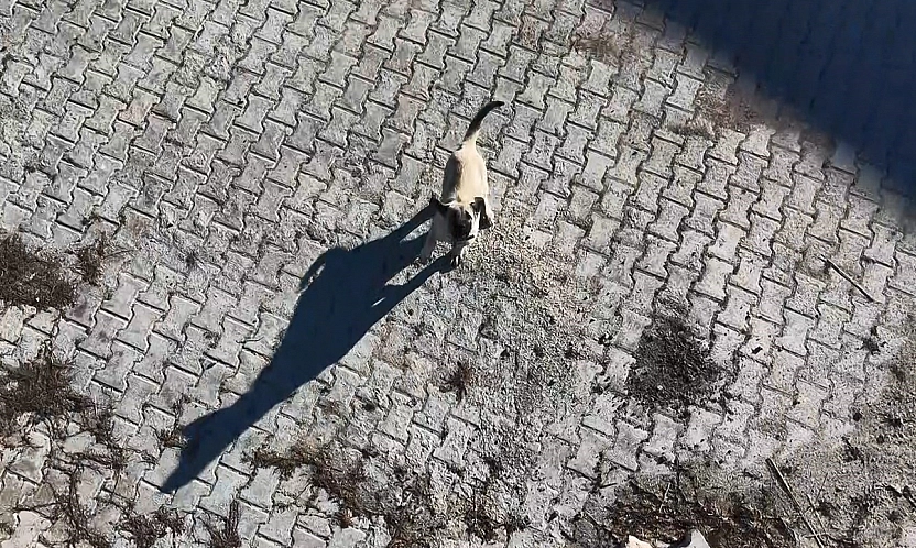 Elazığ'da yavru kangal ile dronun eğlenceli mücadelesi