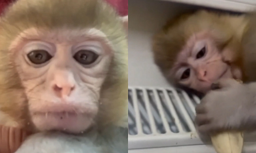 Elazığ'da yavru makak maymunu koruma altına alındı