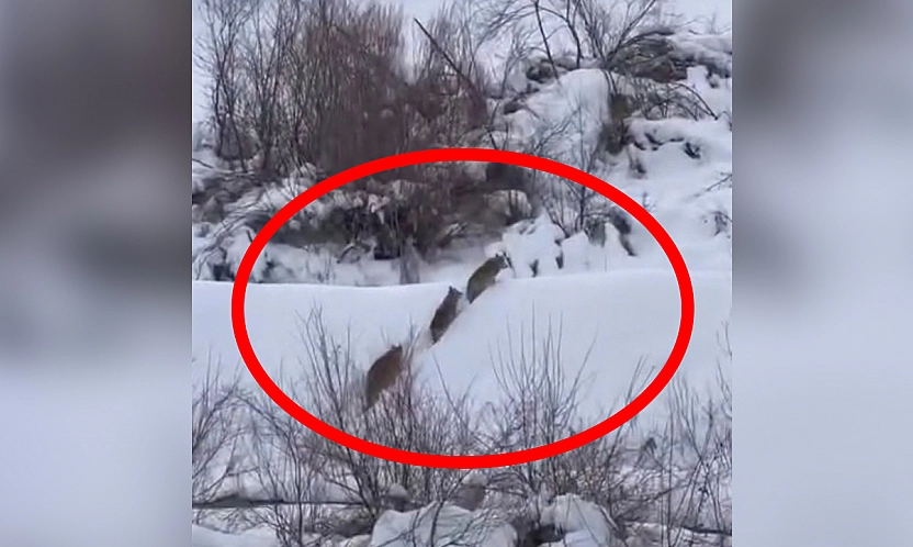 Elazığ'da yiyecek arayan kurt sürüsü görüntülendi