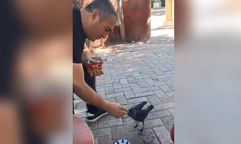 Elazığ'da yürek ısıtan an: Bitkin yavru kargaya kek ikramı