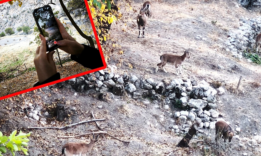Elazığ'dan gelen ziyaretçiler Tunceli'de dağ keçilerini hayranlıkla izledi