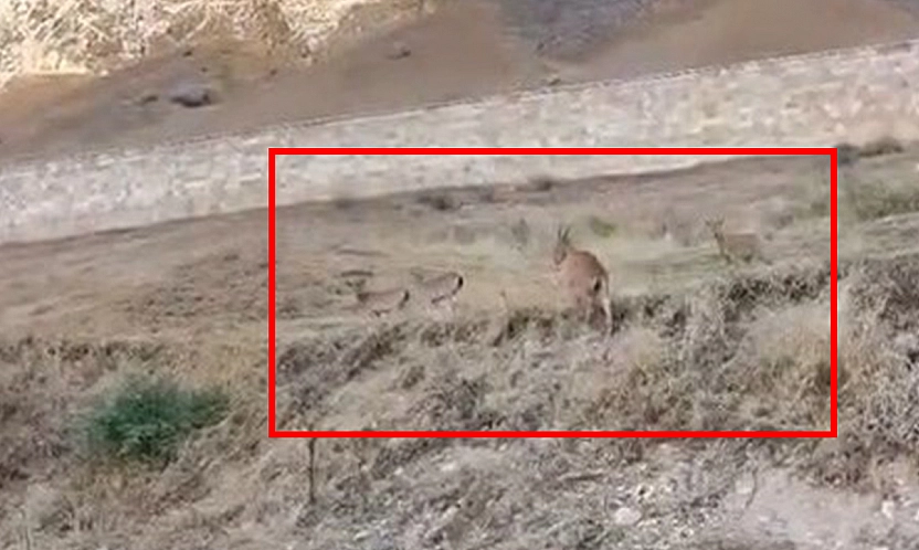 Elazığ'ın tarihi kalesinde dağ keçisi sürüsü görüntülendi