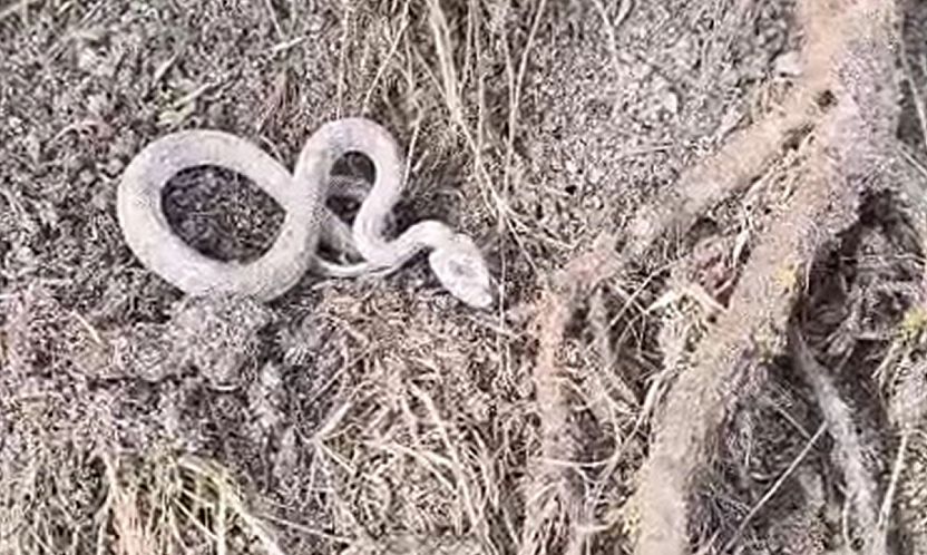 Elazığ kış ortasında yılan şaşkınlığı