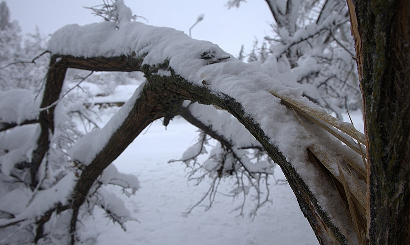 Harput'ta yoğun kar ağaçları kırdı