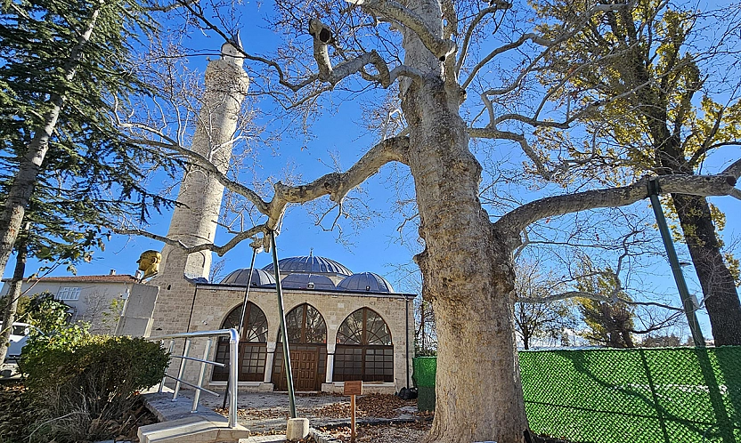 Harput'un 300 yıllık çınarı zamanın izlerini taşıyor