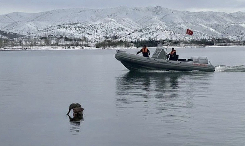 Hazar Gölü'nde su samuru görüntülendi