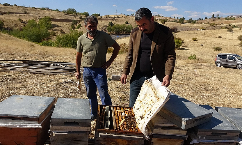 İklim değişikliği arıları etkiledi: Tunceli'de rekolte 900 tona düştü
