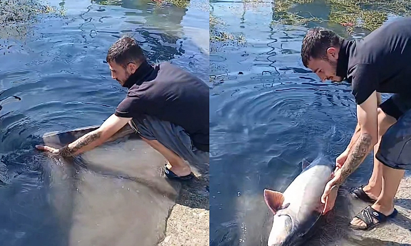 Keban Baraj Gölü'nde 35 Kiloluk Mersin Balığı heyecanı