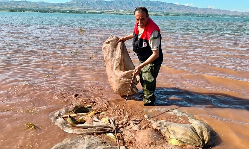 Keban baraj gölü'nde 700 kilogram canlı sazan balığı kurtarıldı