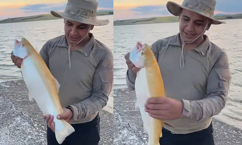 Keban Baraj Gölü'nde nadir bir av: Sarı albino alabalık yakalandı