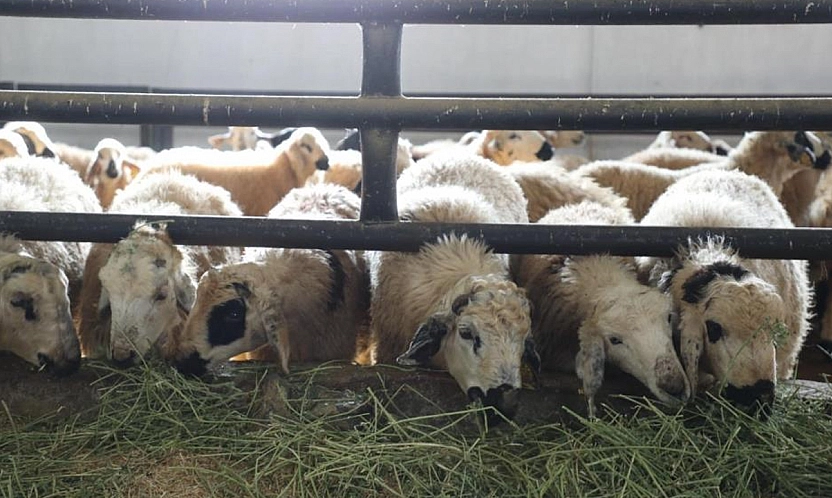 Keban'da 6 köy karantinaya alındı