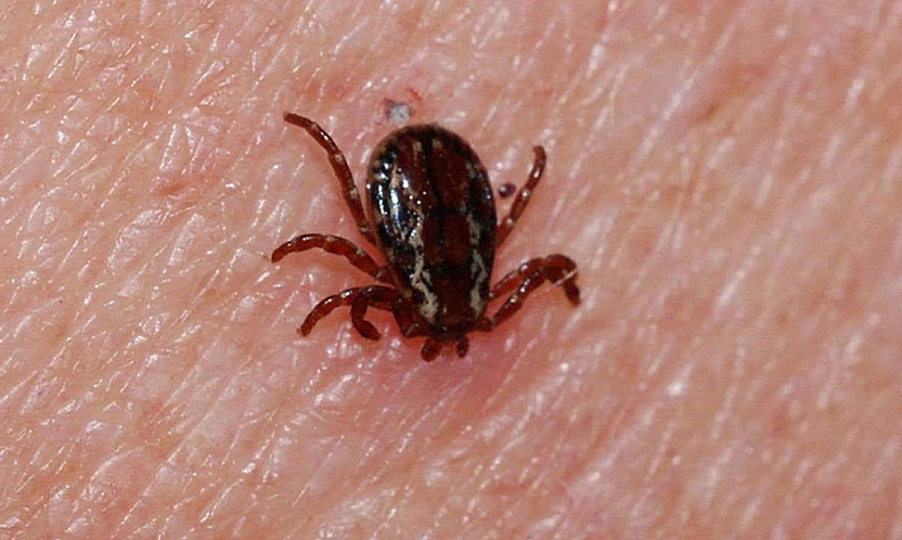 Kene yapışması sonucu bir can daha gitti: aynı aileden 6 yıl ardından ikinci ölüm