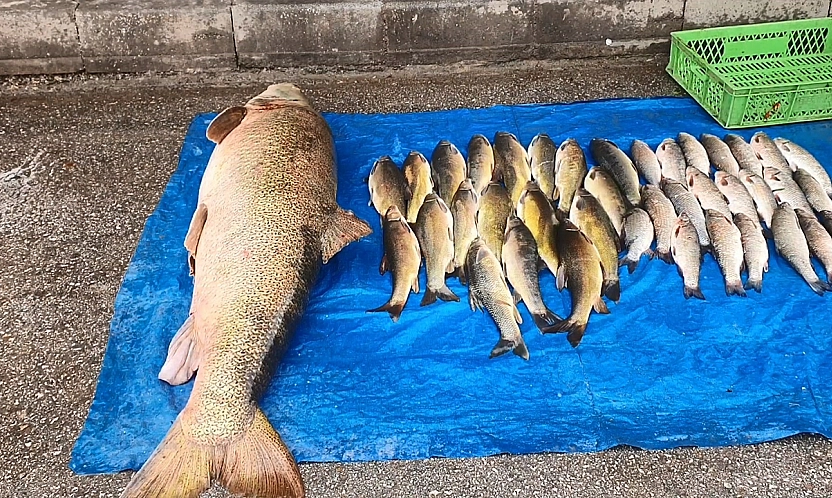 Murat Nehri'nden çıkan dev balık görenleri şaşkına çevirdi