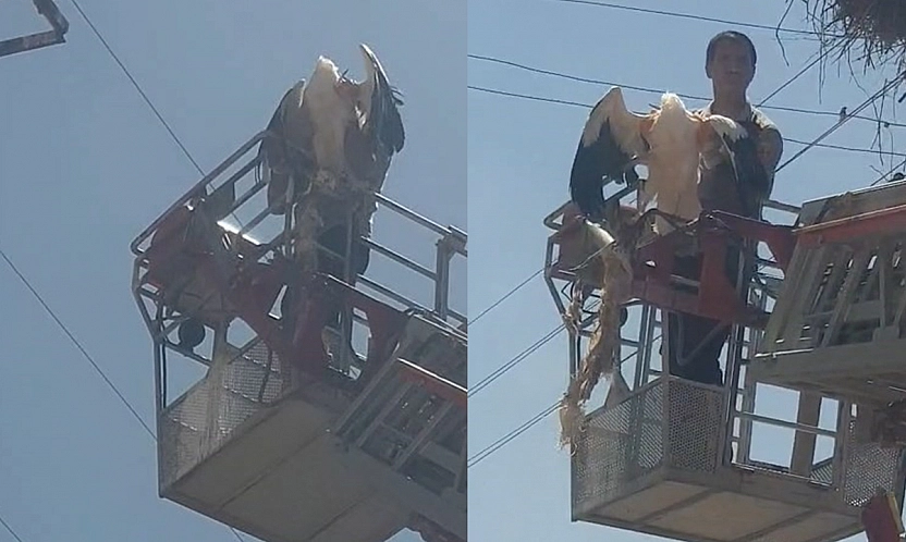Palu'da yaralı leylek itfaiye ekipleri tarafından kurtarıldı