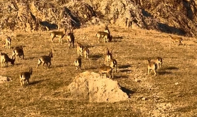 Palu'daki tarihi kalede dağ keçileri görüldü
