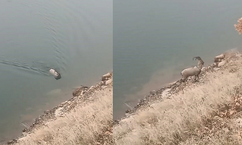 Sarp kayalıkların ustası baraj gölünde yüzerken görüldü