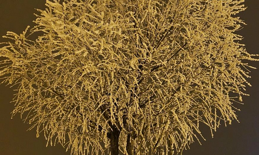 Soğuk gece Elazığ'da ağaçları beyaza boyadı