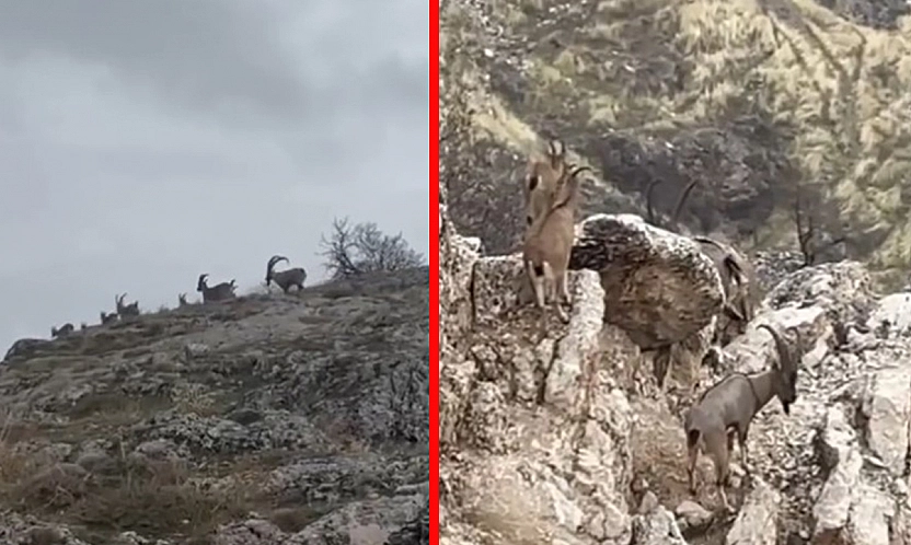 Tarihle doğa yan yana: Harput'ta yaban keçileri görüntülendi
