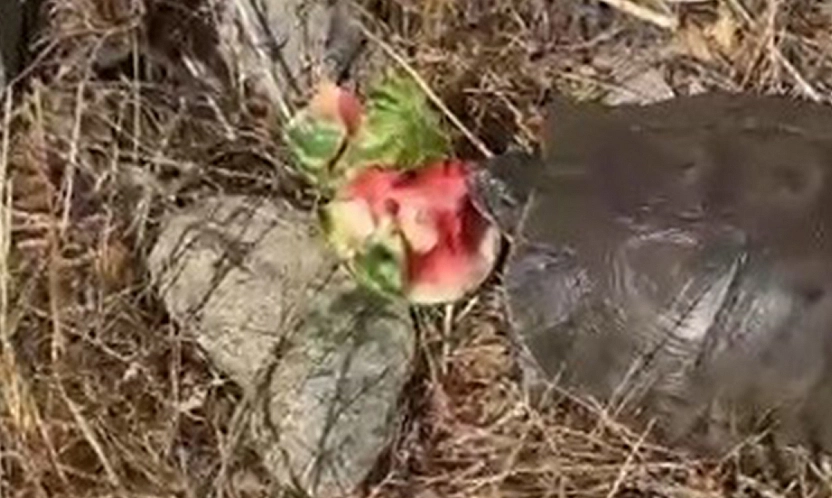 Tunceli'de ilginç anlar