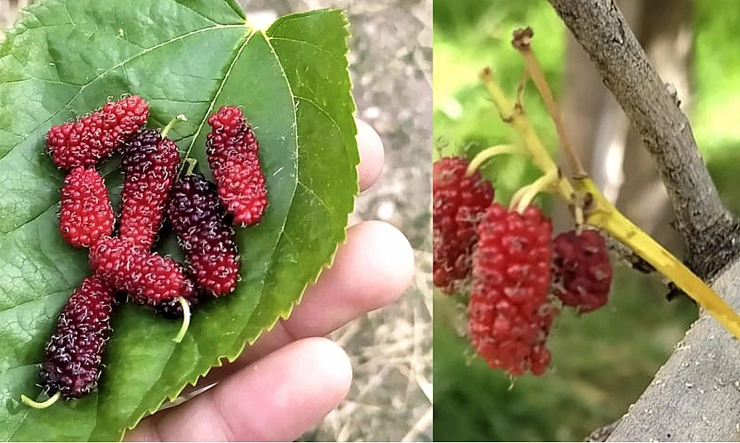 Tunceli'de yalancı bahar