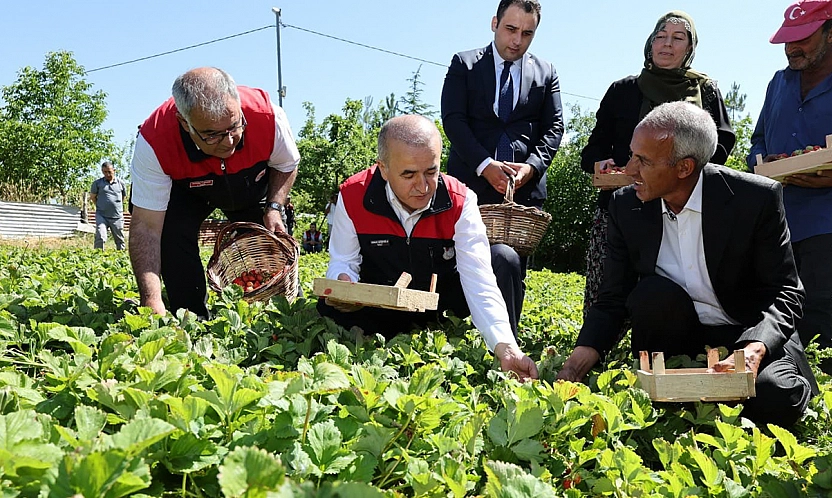 Vali Hatipoğlu, Maden'de çilek hasadına katıldı