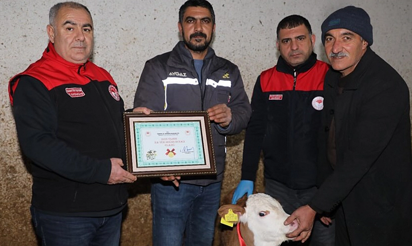 Yılın ilk buzağısına 'Bereket' adı verildi