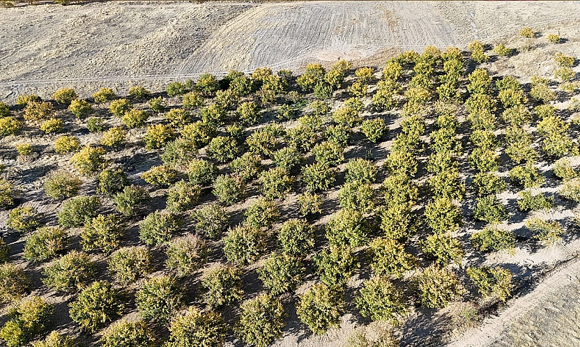 Zirai dondan etkilenen kayısı ağaçları gelecek yıl için umut veriyor