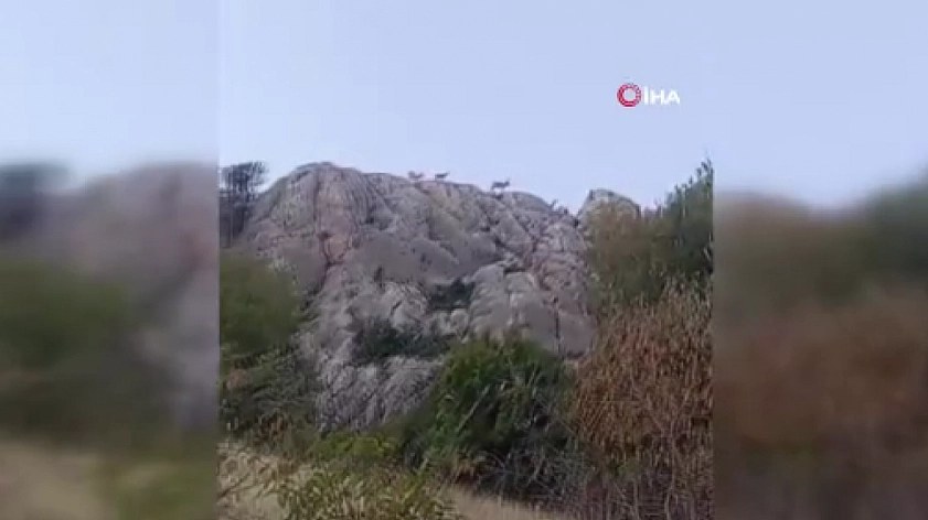 Harput'ta görüldüler! Vatandaş telefona sarıldı… Nesli tükenme tehlikesi altında