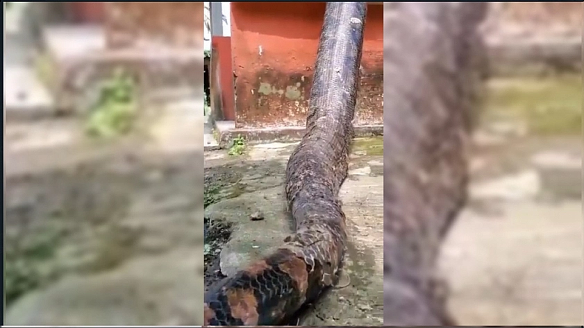 Video: dünyanın en büyük pitonu yakalandı: bu yılan hakkında neler biliniyor?