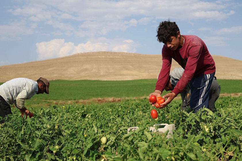 Elazığ'da 3 Bin Dönüme Domates Eken Üretici Vatandaşlara Seslendi: 'Gelin Tarladan 8 liraya Alın'